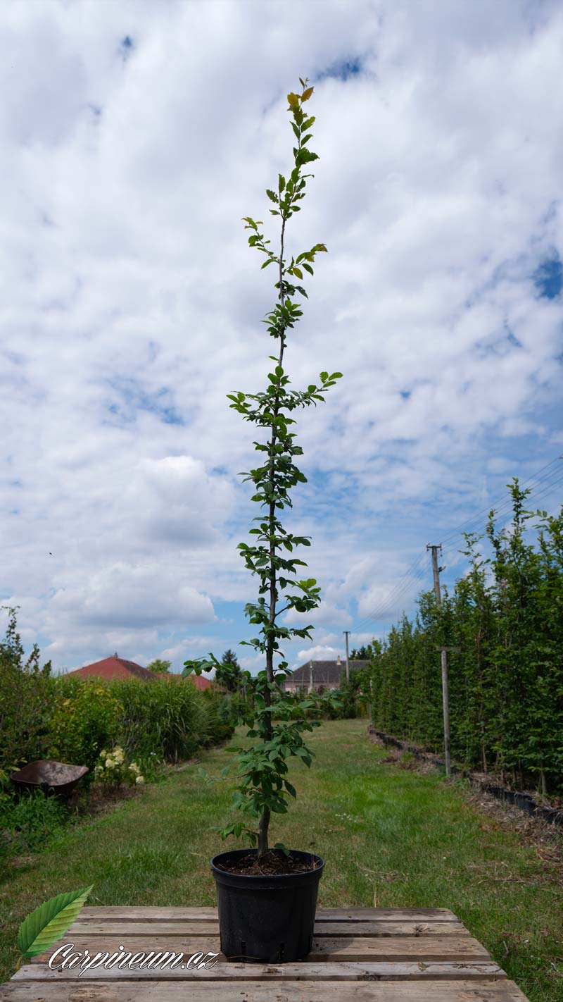 Habr obecný - Carpinus betulus 150 - 175 cm 